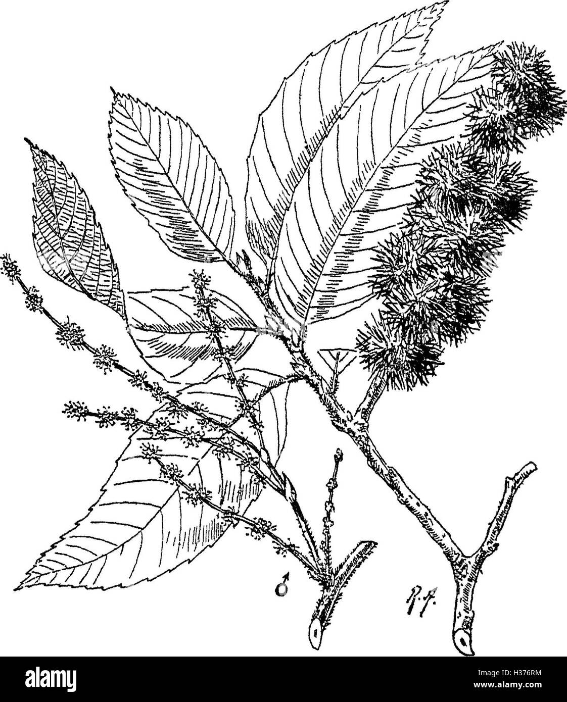 Questo lavoro completo descrive gli alberi, gli arbusti, gli scalatori legnosi, i bambù e le palme autoctone o coltivate nell'Impero indiano britannico, fornendo dettagli botanici e approfondimenti ecologici. Foto Stock