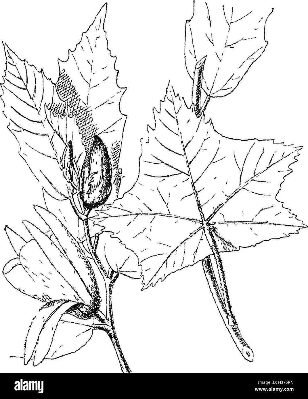 Questo testo fornisce una guida completa agli alberi, agli arbusti, agli scalatori, ai bambù e alle palme dell'India, descrivendo dettagliatamente i loro usi, le loro caratteristiche e le loro pratiche di coltivazione nell'Impero indiano britannico. Foto Stock