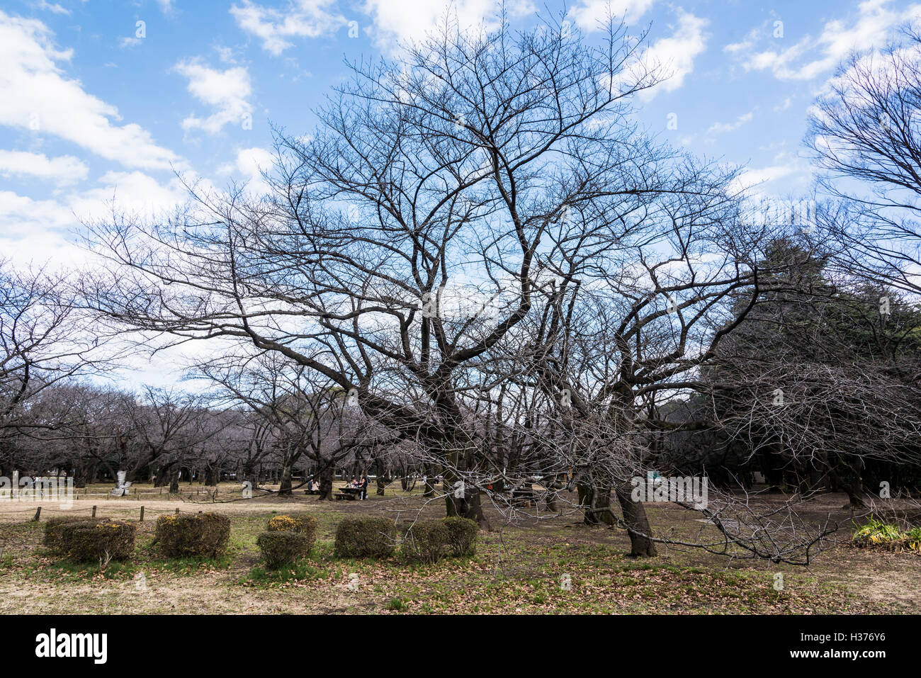 Confine di inverno e primavera,Yoyogi Park,Shibuya-Ku,Tokyo Giappone Foto Stock