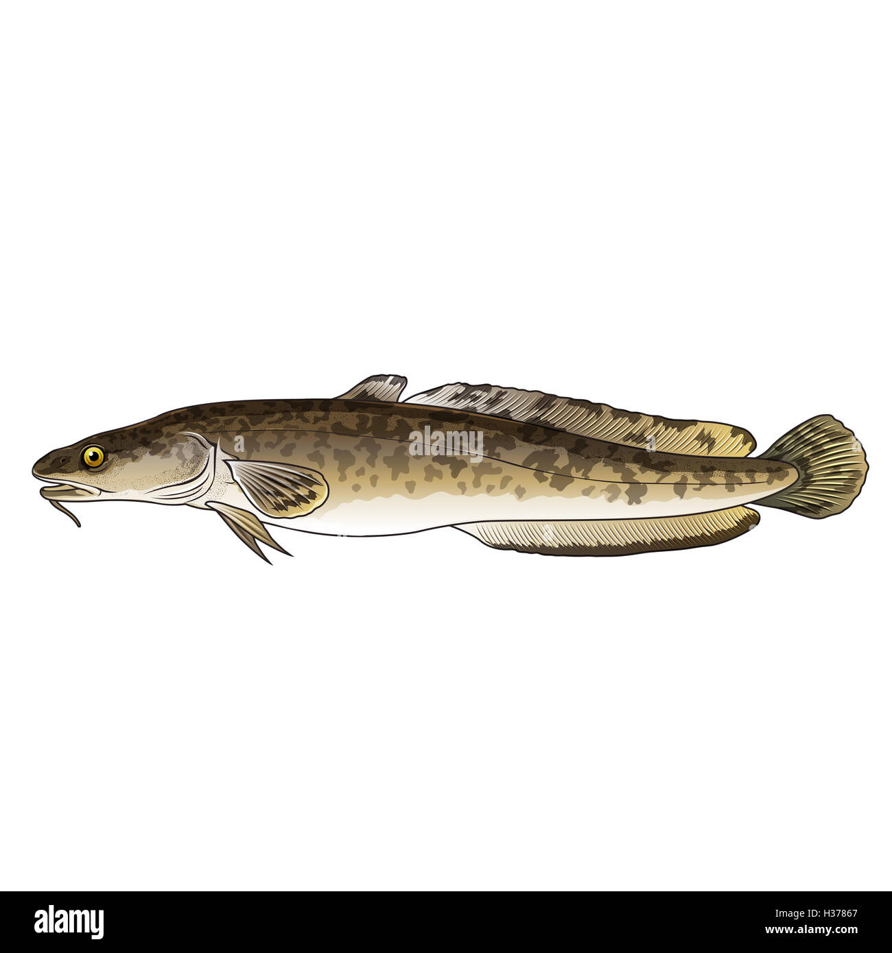 Bottatrice, illustrazione isolato Foto Stock