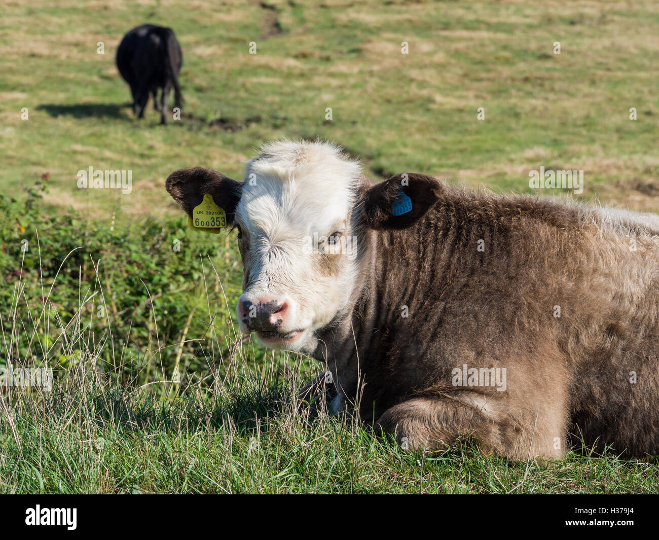 Vitello a riposo in un campo, West Sussex, Regno Unito Foto Stock