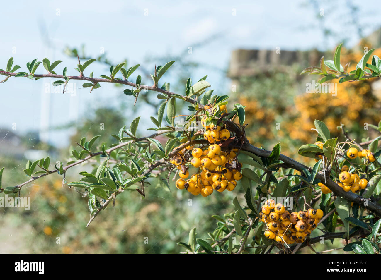 Bacche di bacche di olivello spinoso a Tilbury prese a f16 con una maggiore profondità di campo Foto Stock