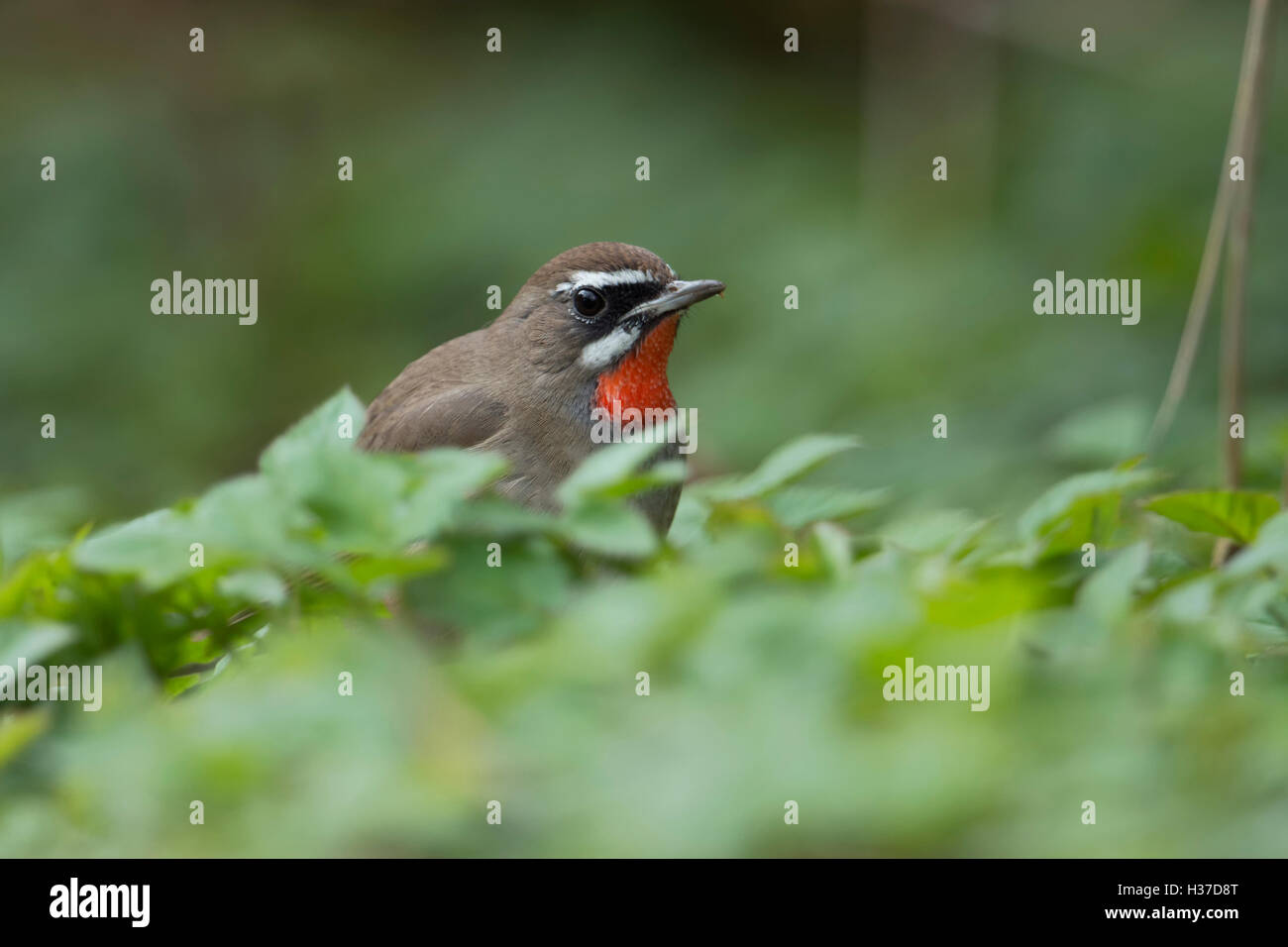 Rubinkehlchen ( Luscinia calliope ), uccello siberiano, seduto a terra in bassa vegetazione, Paesi Bassi, fauna selvatica, Europa. Foto Stock