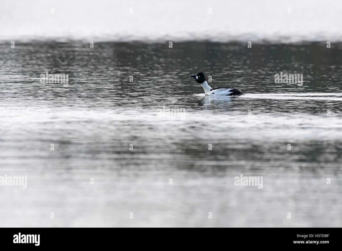 GoldenEye / Schellente ( Bucephala clangula ), splendido drake in abito da riproduzione, corteggiamento su un lago di brughiera, Svezia, Scandinavia, fauna selvatica, Europa. Foto Stock