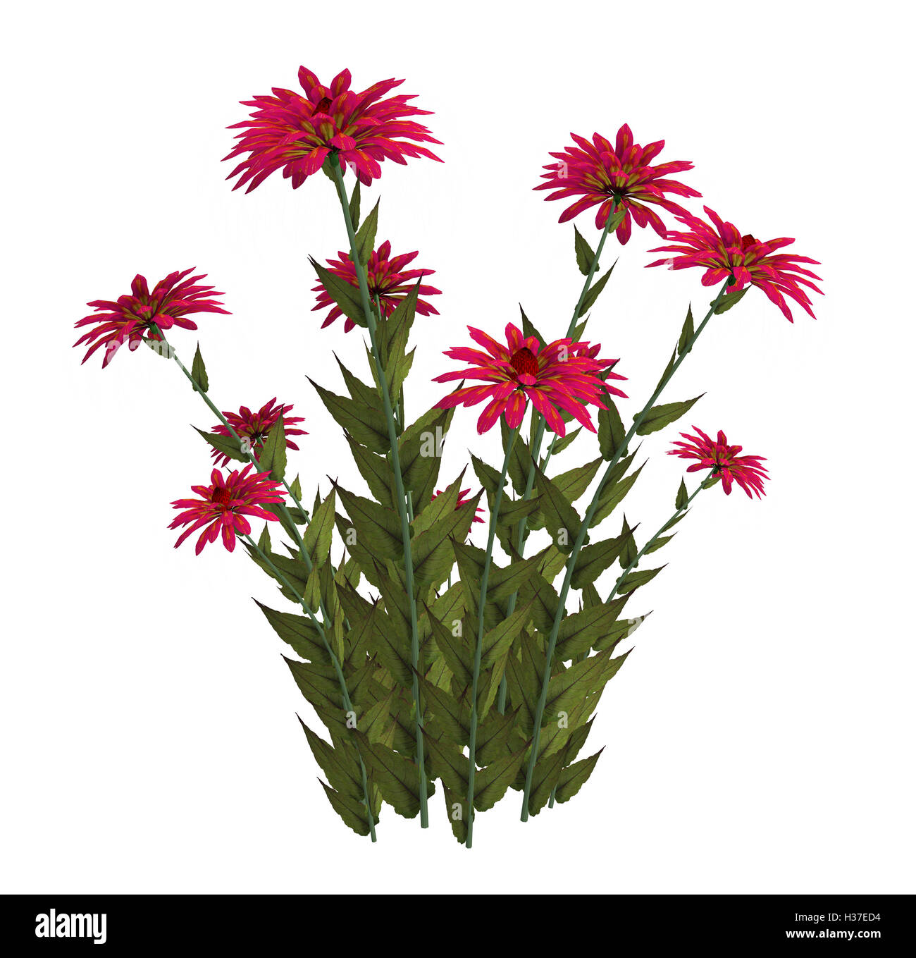 Rosa fiori di fantasia Foto Stock