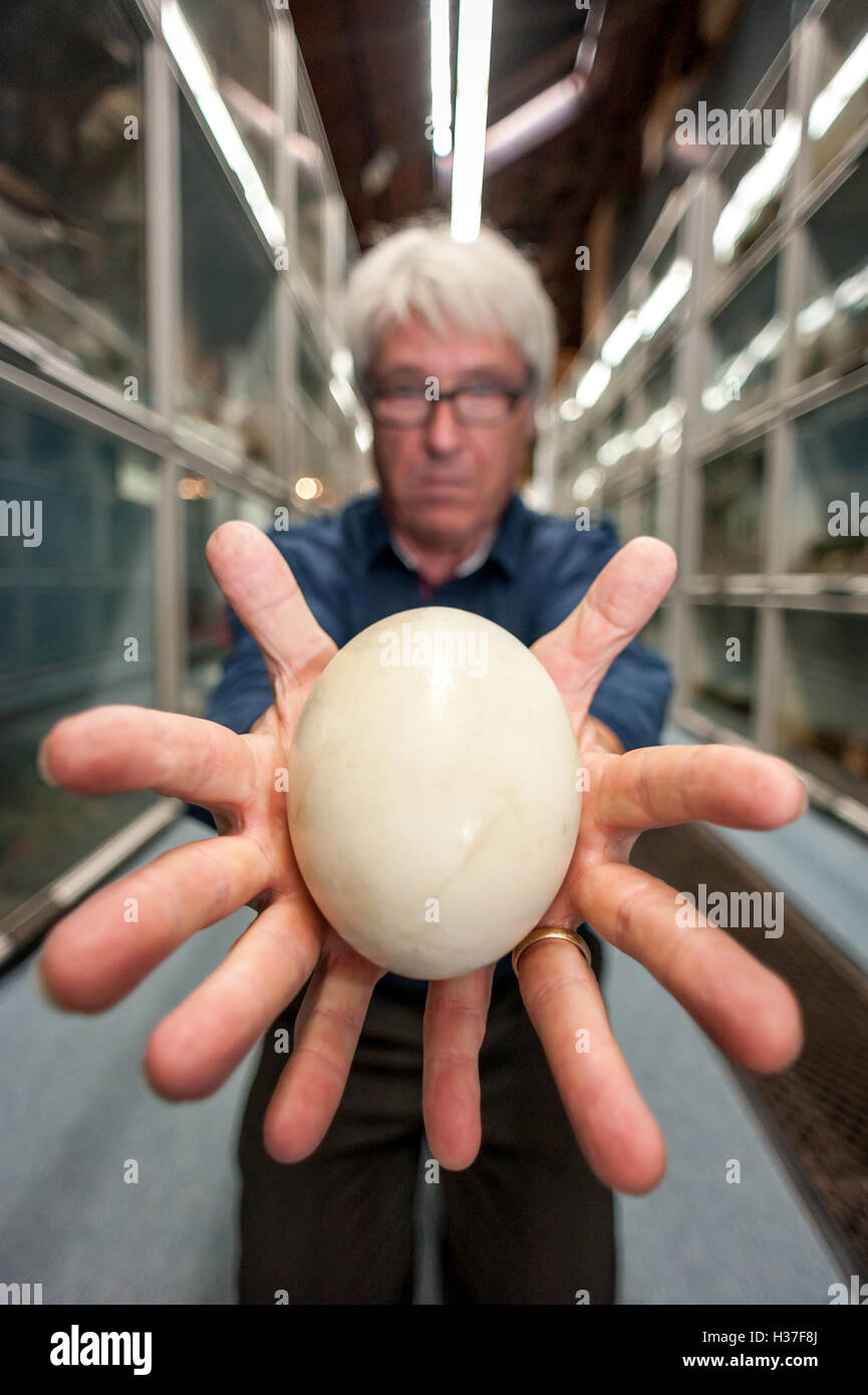 John Cooper, curatore di Brighton stand del Museo di Storia Naturale, tenendo l'uovo di rhea, un flightless South American bird. Foto Stock