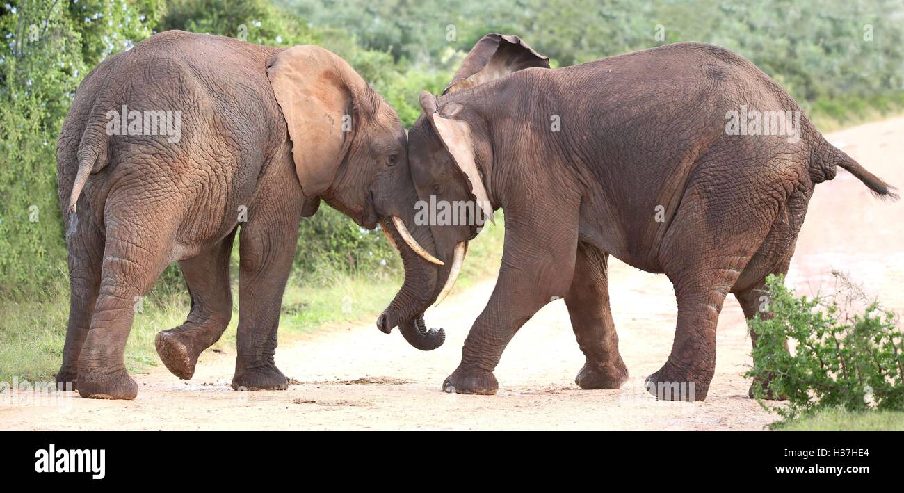 Elefante africano di aggressione Foto Stock