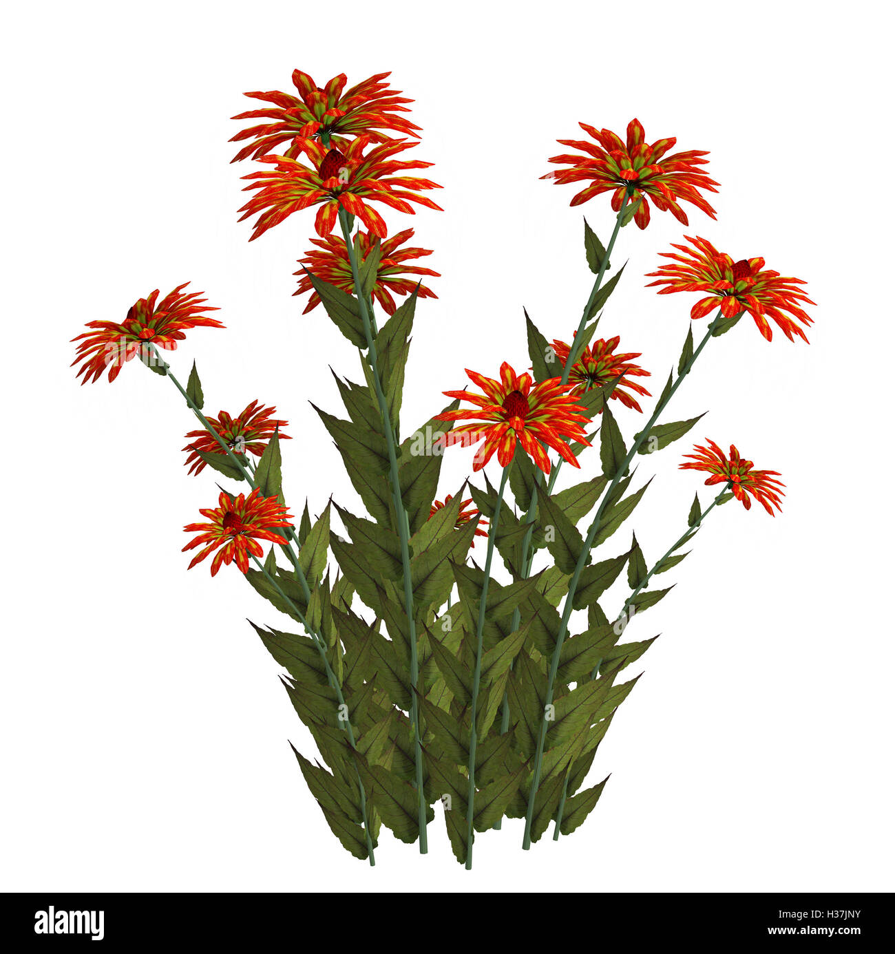 Arancio e fiori di colore giallo Foto Stock