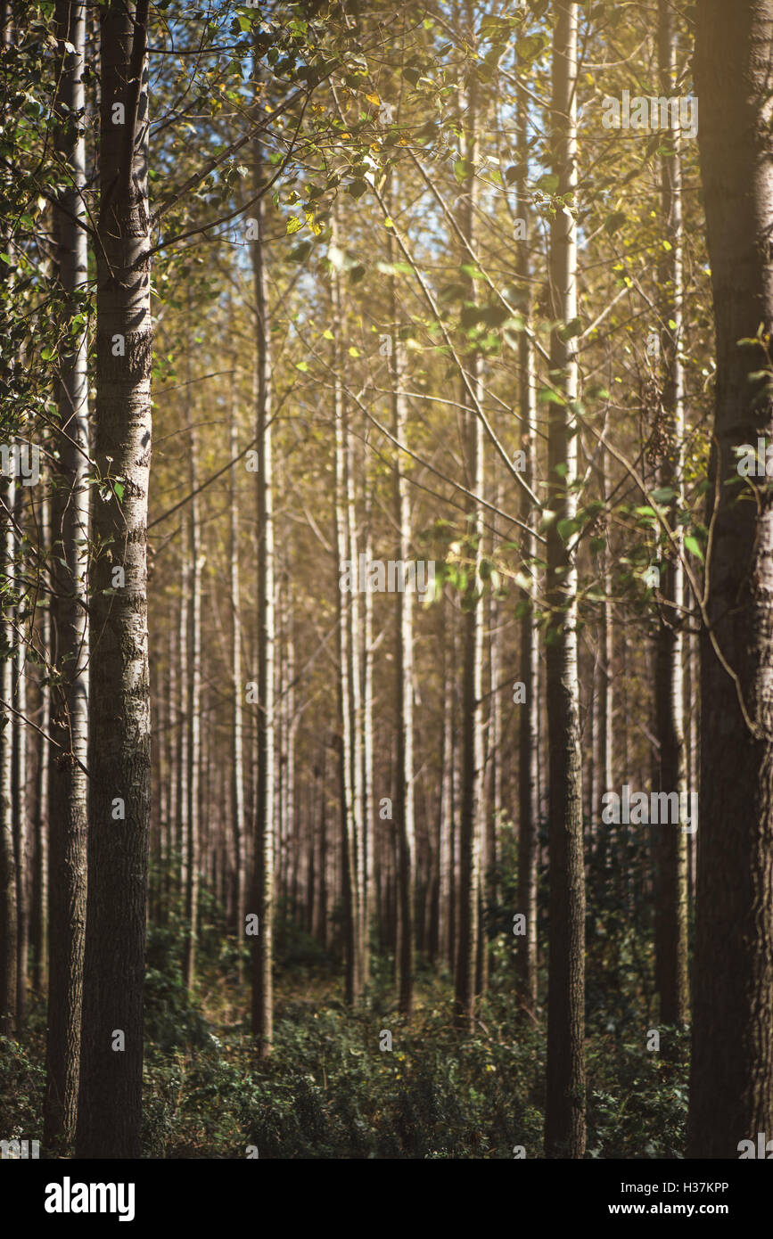 Alti alberi di Autunno nel bosco di latifoglie con la luce del sole raggiante attraverso i rami e foglie di giallo Foto Stock