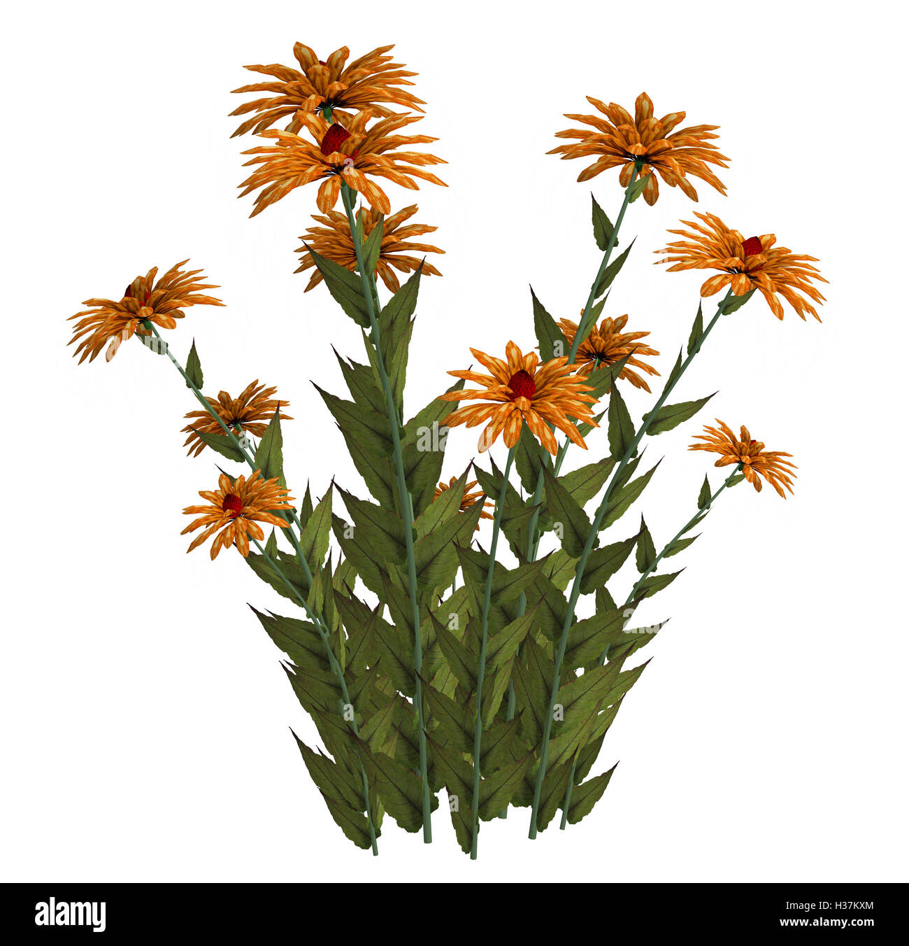 Arancio fiori di fantasia Foto Stock