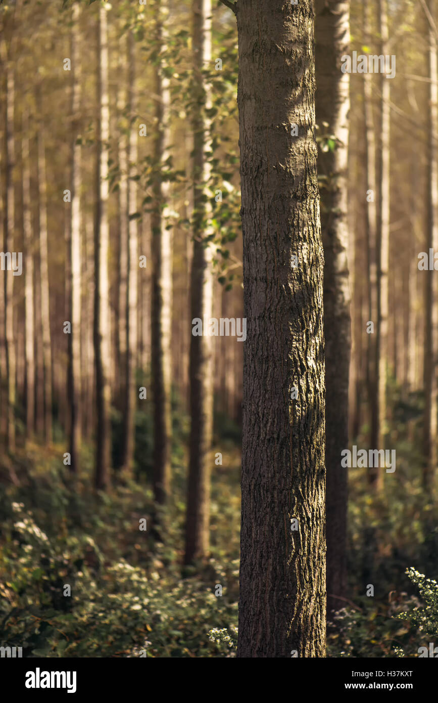 Alti alberi di Autunno nel bosco di latifoglie con la luce del sole raggiante attraverso i rami e foglie di giallo Foto Stock