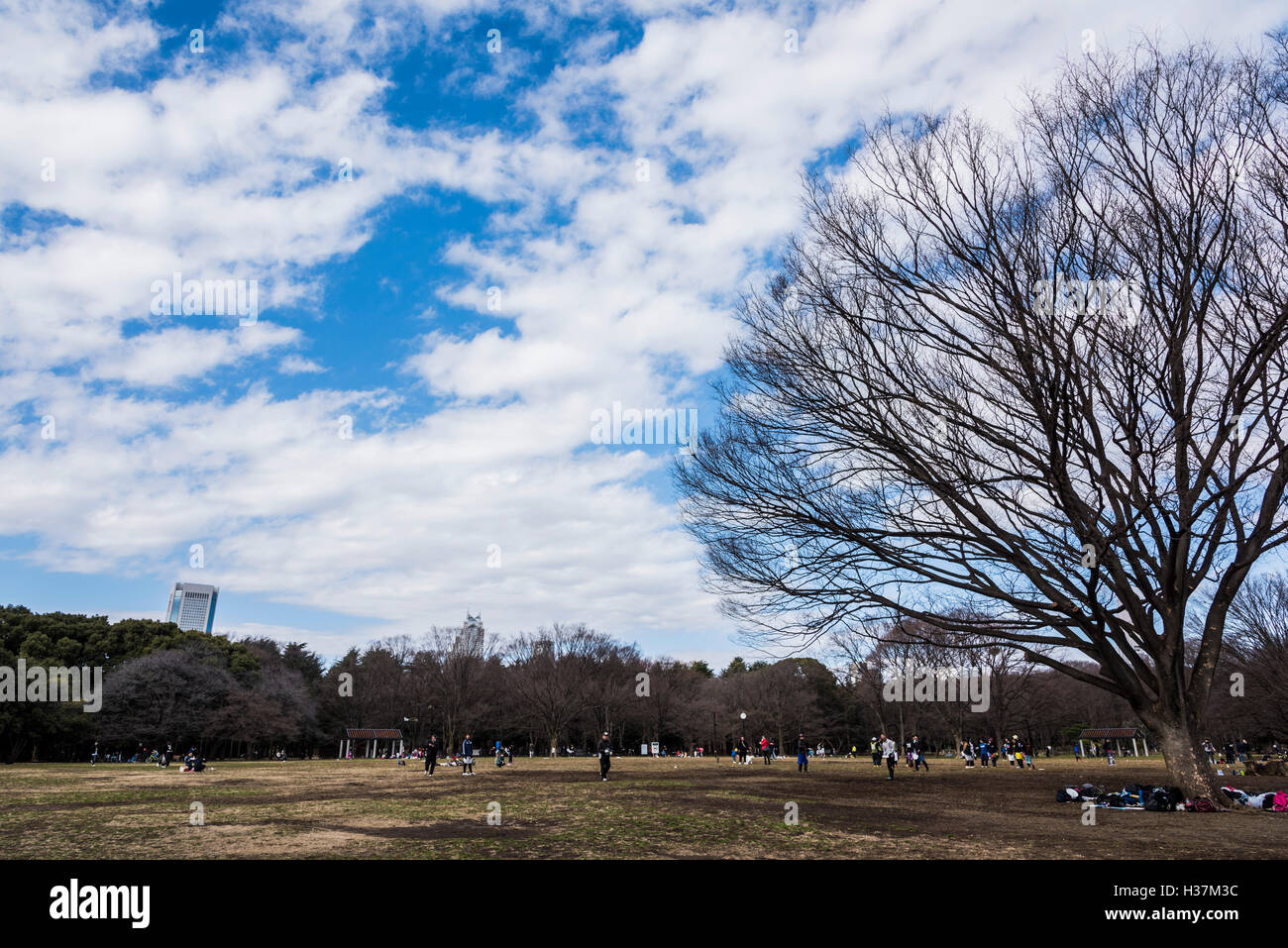 Confine di inverno e primavera,Yoyogi Park,Shibuya-Ku,Tokyo Giappone Foto Stock