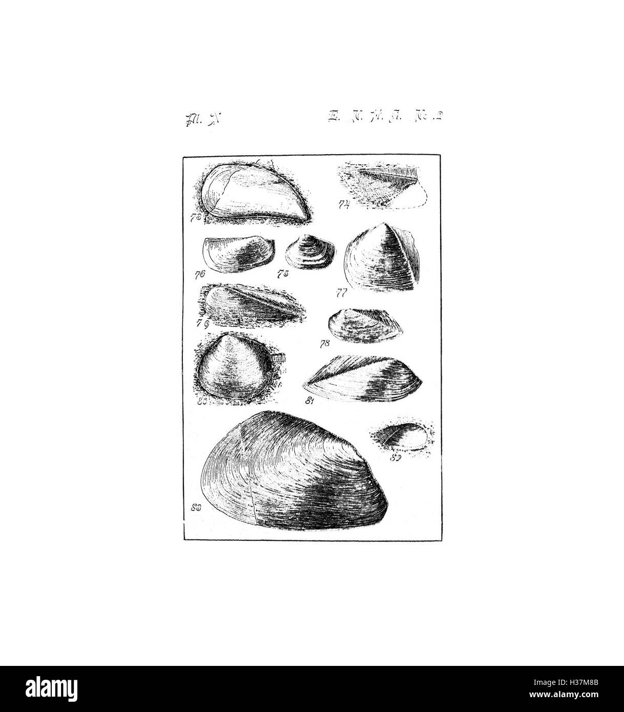 Questo lavoro fornisce una guida ai fossili e alle caratteristiche geologiche del periodo dell'alto Devoniano nel sud di New York, evidenziando le specie e le formazioni chiave di questo periodo. Foto Stock