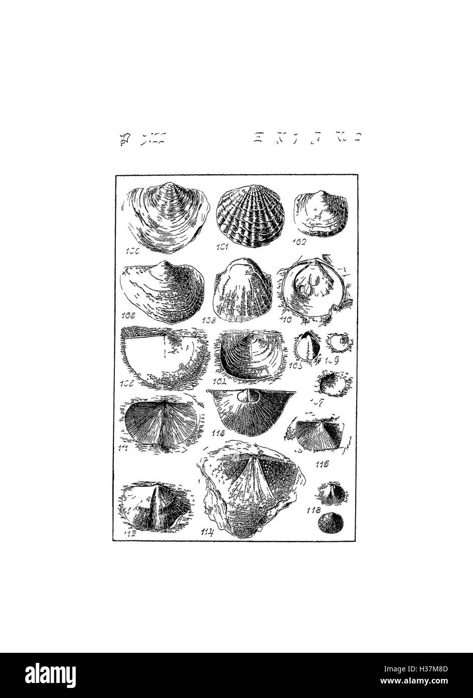 Questo testo si concentra sui fossili e le caratteristiche geologiche trovati negli strati dell'alto Devoniano nel sud di New York, con enfasi sulle specie chiave e sulle formazioni rocciose. Foto Stock