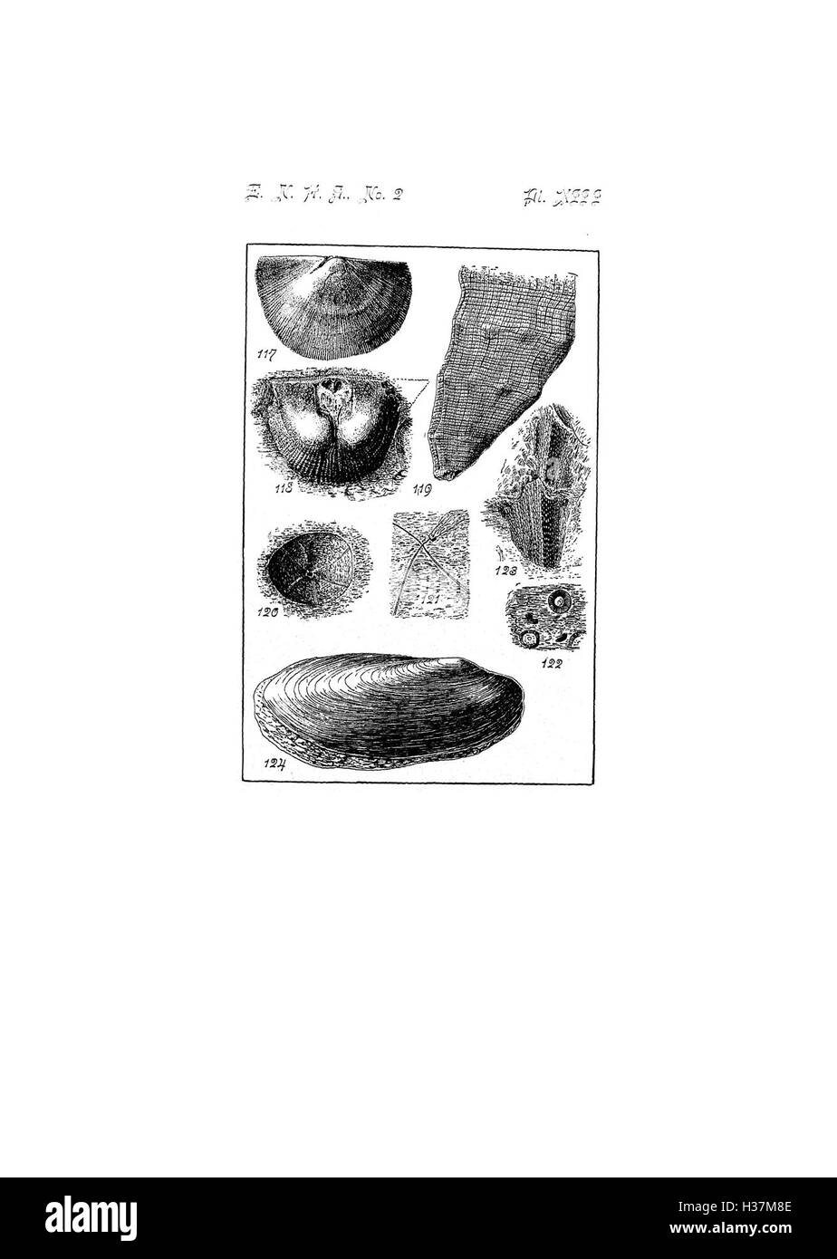 Questa guida fornisce una chiave per i fossili e le caratteristiche geologiche del periodo dell'alto Devoniano nel sud di New York, con descrizioni dettagliate sulla placca XIII Foto Stock