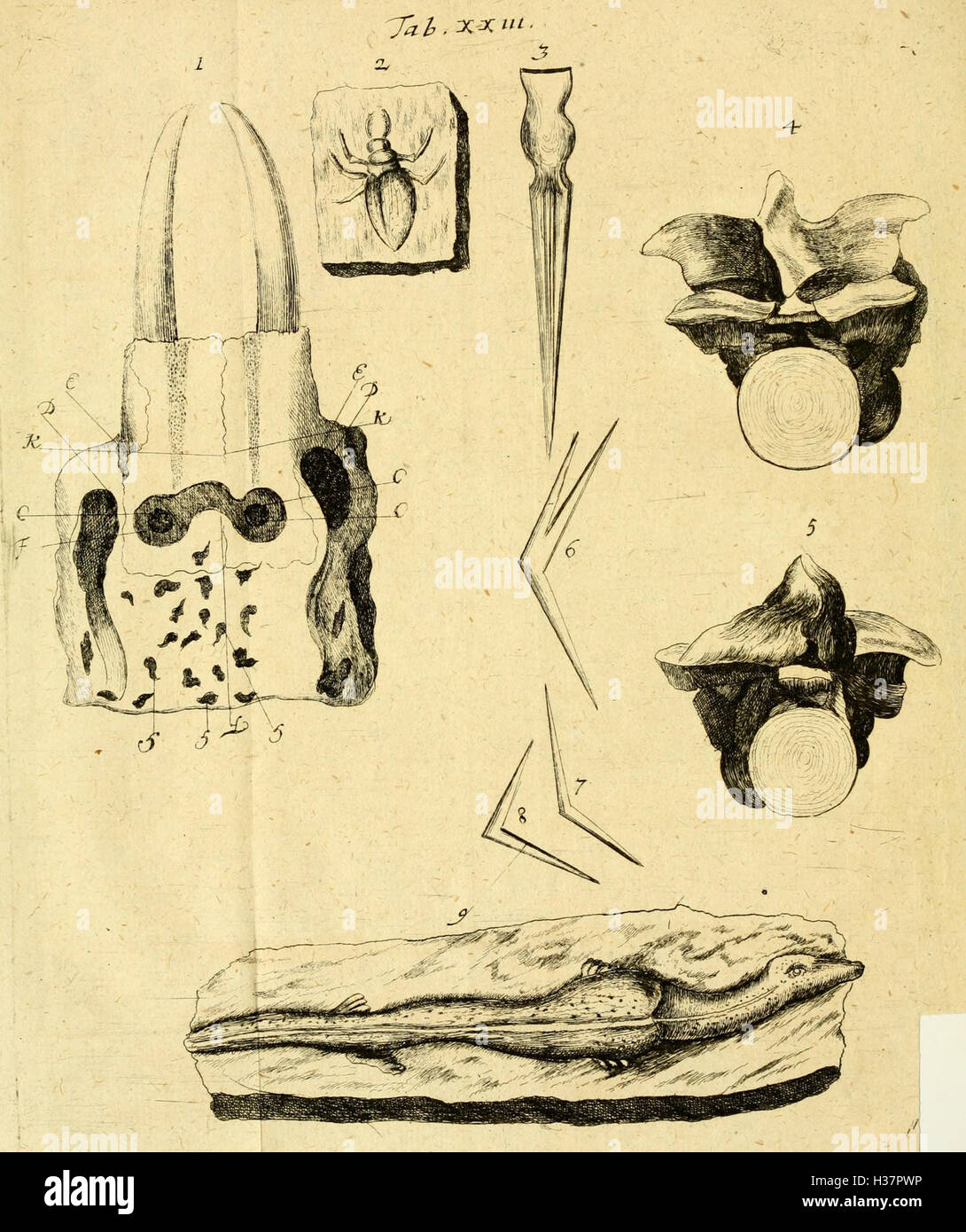 Questo lavoro di M.D.S. Buttners esamina le prove della grande alluvione, con illustrazioni e descrizioni di marcatori geologici e storici che si ritiene indichino la presenza di un diluvio globale. Foto Stock