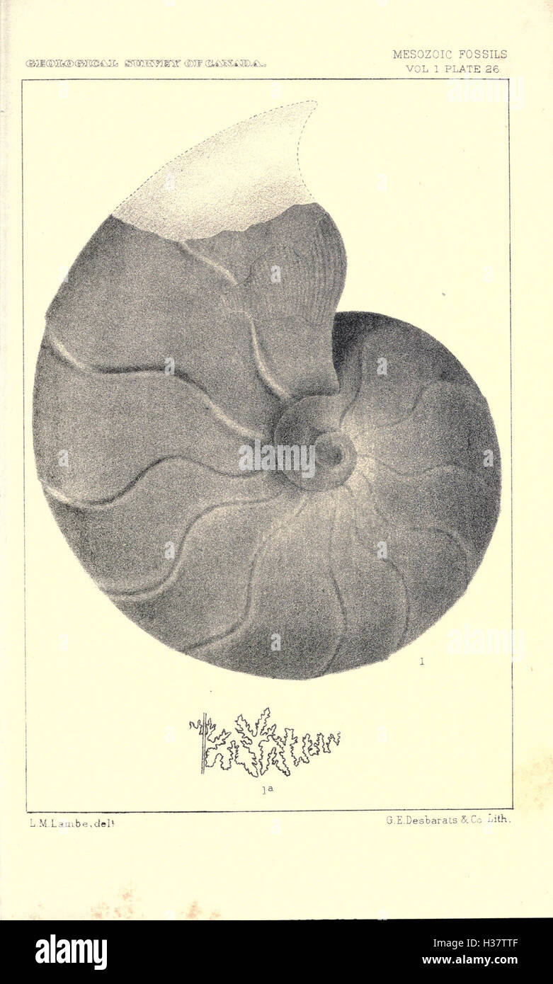 Questa pagina si concentra sui fossili del Mesozoico, descrivendo dettagliatamente gli organismi che vissero durante l'era mesozoica, tra cui dinosauri, rettili marini e primi uccelli, evidenziando i loro resti fossili. Foto Stock