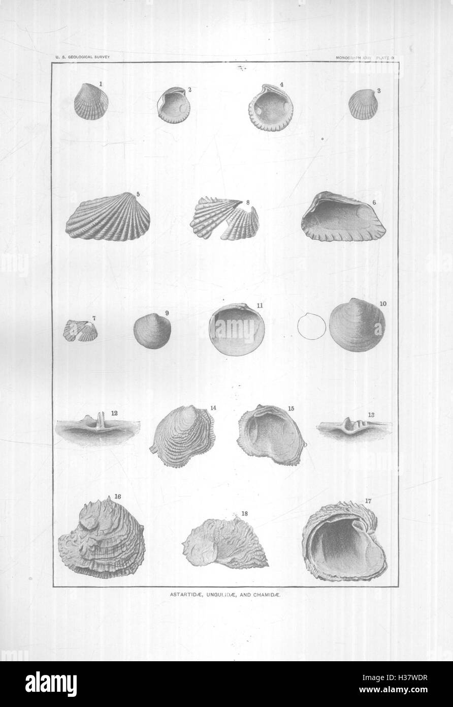 I molluschi e i crostacei del Miocene formazioni del New Jersey (piastra pagina IX) BHL424 Foto Stock