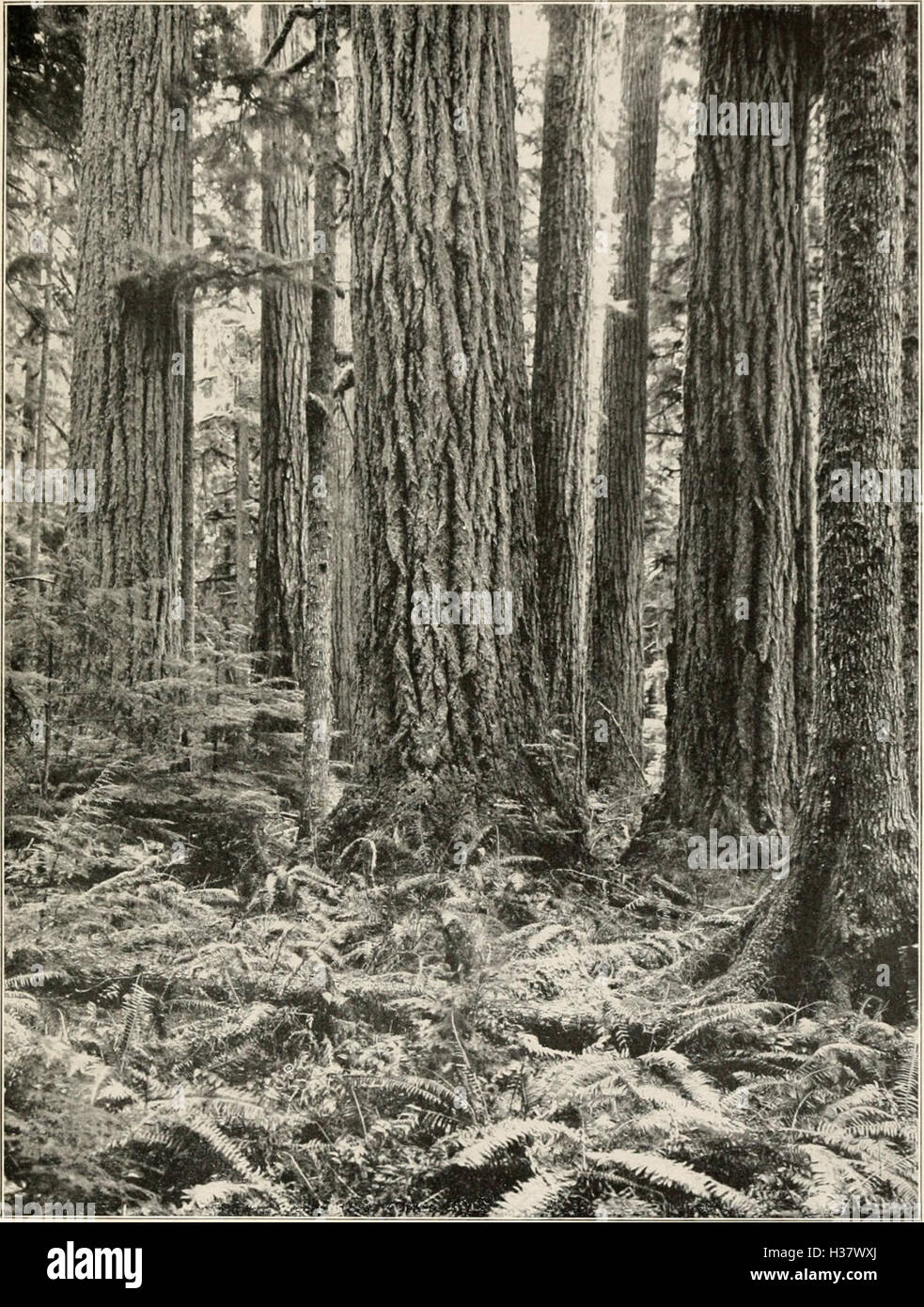 Questo lavoro compila i miti e le leggende del Nord-ovest Pacifico, concentrandosi sul ricco folklore delle regioni di Washington e Oregon. Foto Stock