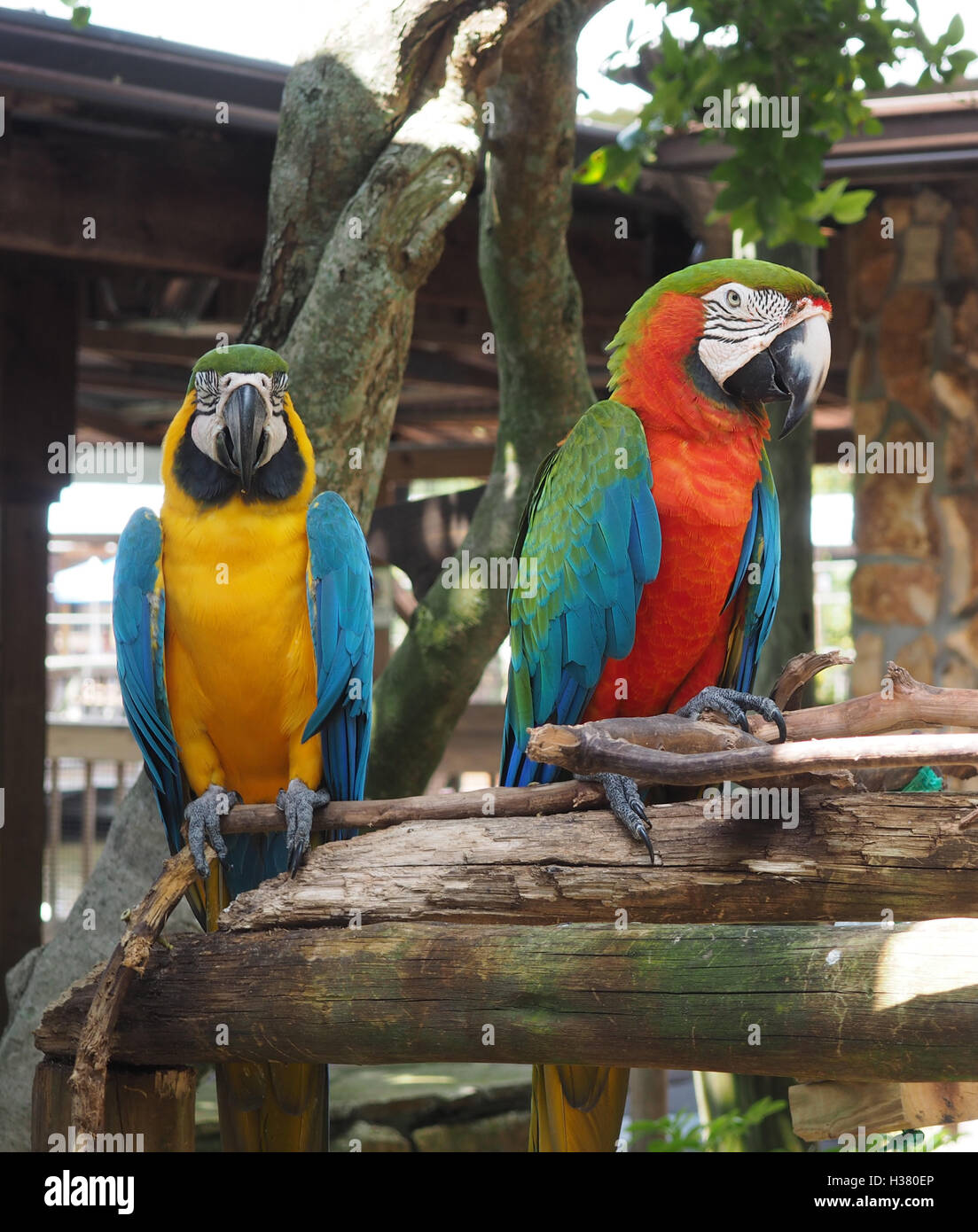 Due luminose colorate pappagalli macaw arroccato su di un lembo di albero Foto Stock