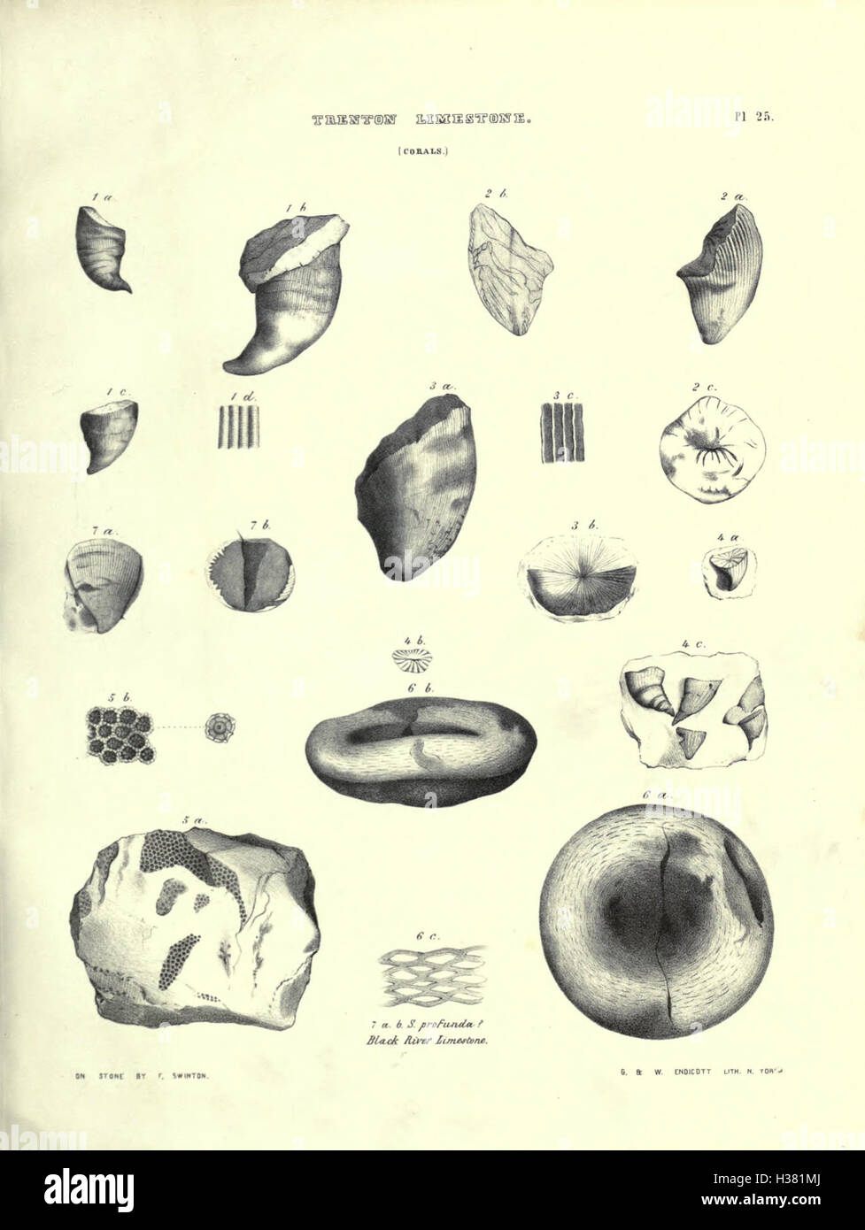 Questa pagina si concentra sulle scoperte paleontologiche a New York, descrivendo i siti fossili e le creature preistoriche che si trovano nella regione. Foto Stock
