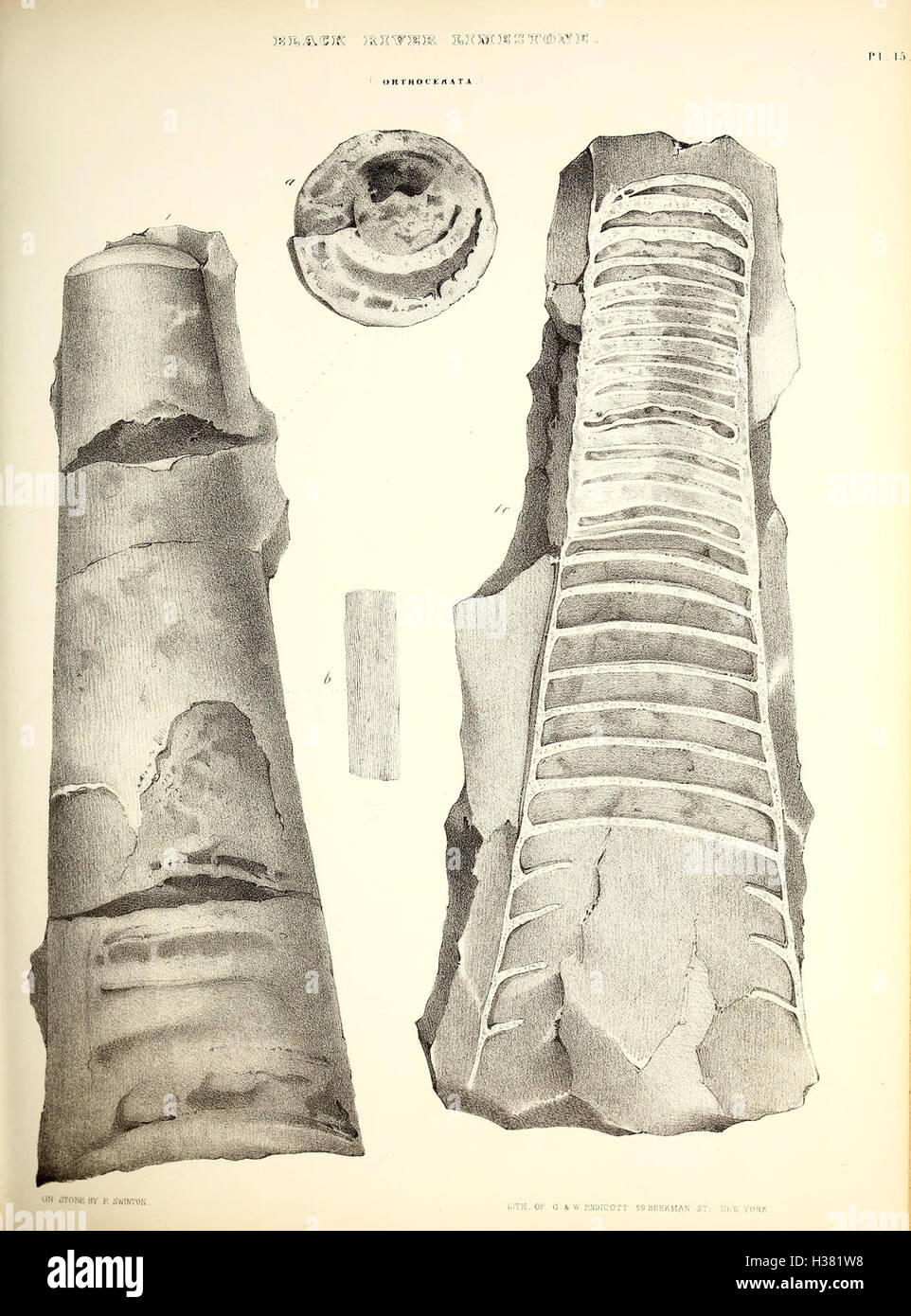 La "Paléontology of New York" si concentra sulla vita preistorica di New York, fornendo studi dettagliati sui fossili trovati nello stato. Offre informazioni sulle specie antiche, gli ecosistemi e il significato paleontologico della regione. Foto Stock
