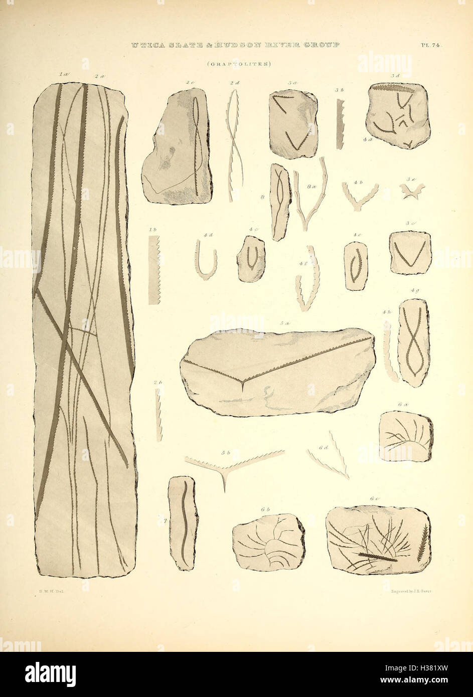 Questo titolo discute i reperti paleontologici di New York, concentrandosi sul reperto fossile della regione e sul suo significato nella comprensione della vita preistorica. Copre varie specie e resti fossili scoperti nella zona. Foto Stock