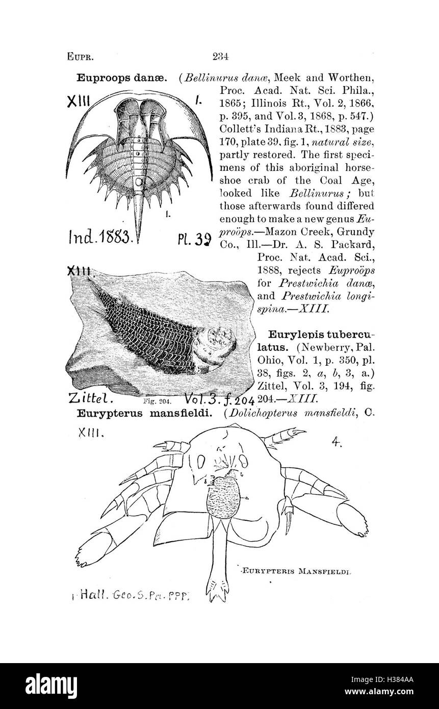 Un dizionario completo di fossili trovati in Pennsylvania e negli stati vicini, elencando i nomi fossili e classificandoli in base a rapporti di indagine e cataloghi. Foto Stock