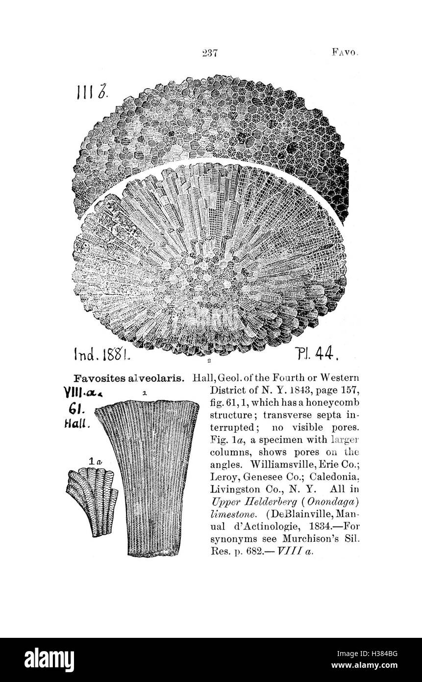 Questo dizionario compila le specie fossili identificate in Pennsylvania e nelle regioni circostanti, sulla base di rapporti di indagine e cataloghi, offrendo una risorsa essenziale per i paleontologi della zona. Foto Stock