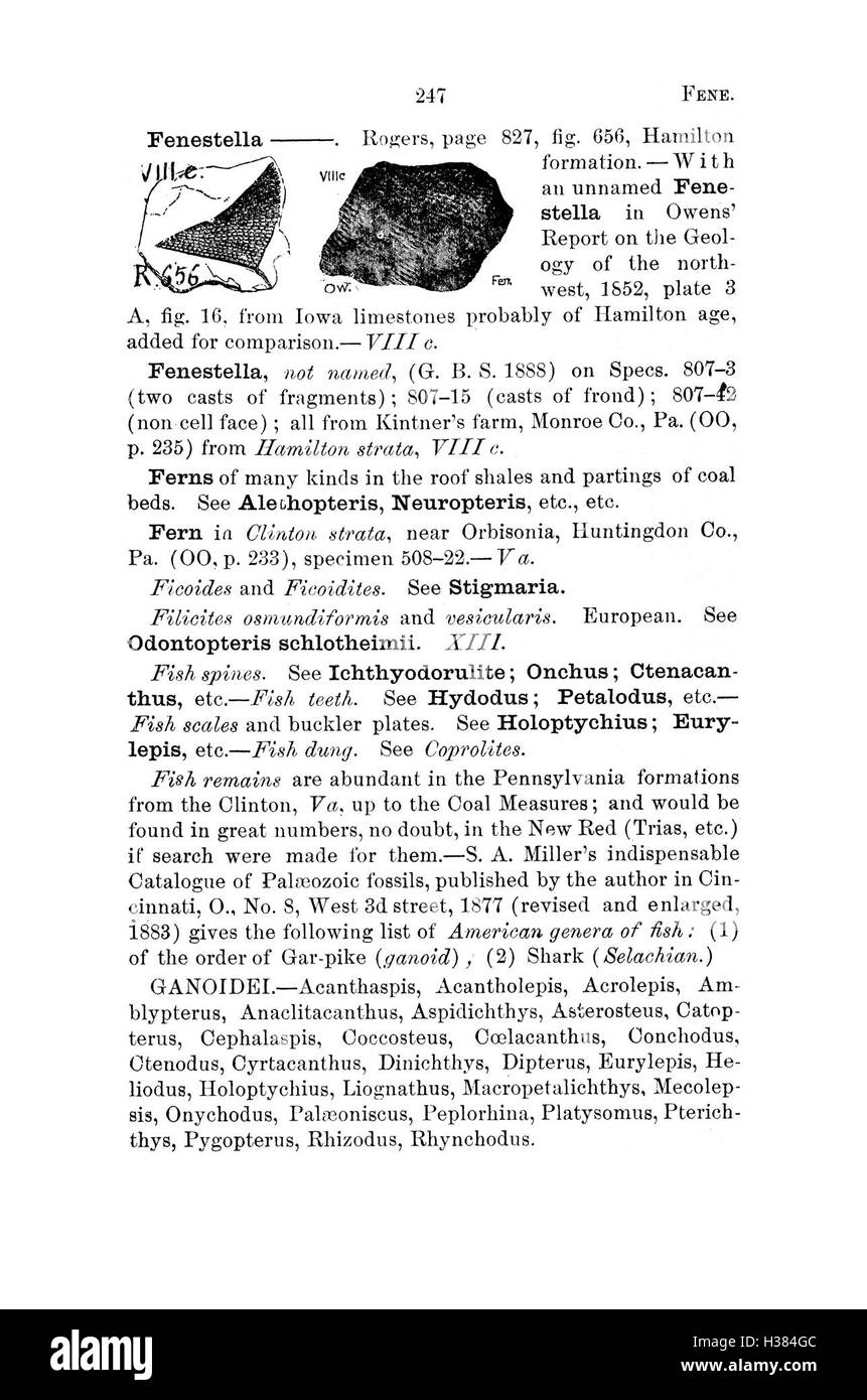 Un lavoro di riferimento completo che cataloga le scoperte fossili provenienti dalla Pennsylvania e dalle regioni circostanti, basato su indagini e rapporti, che coprono un'ampia gamma di specie preistoriche. Foto Stock