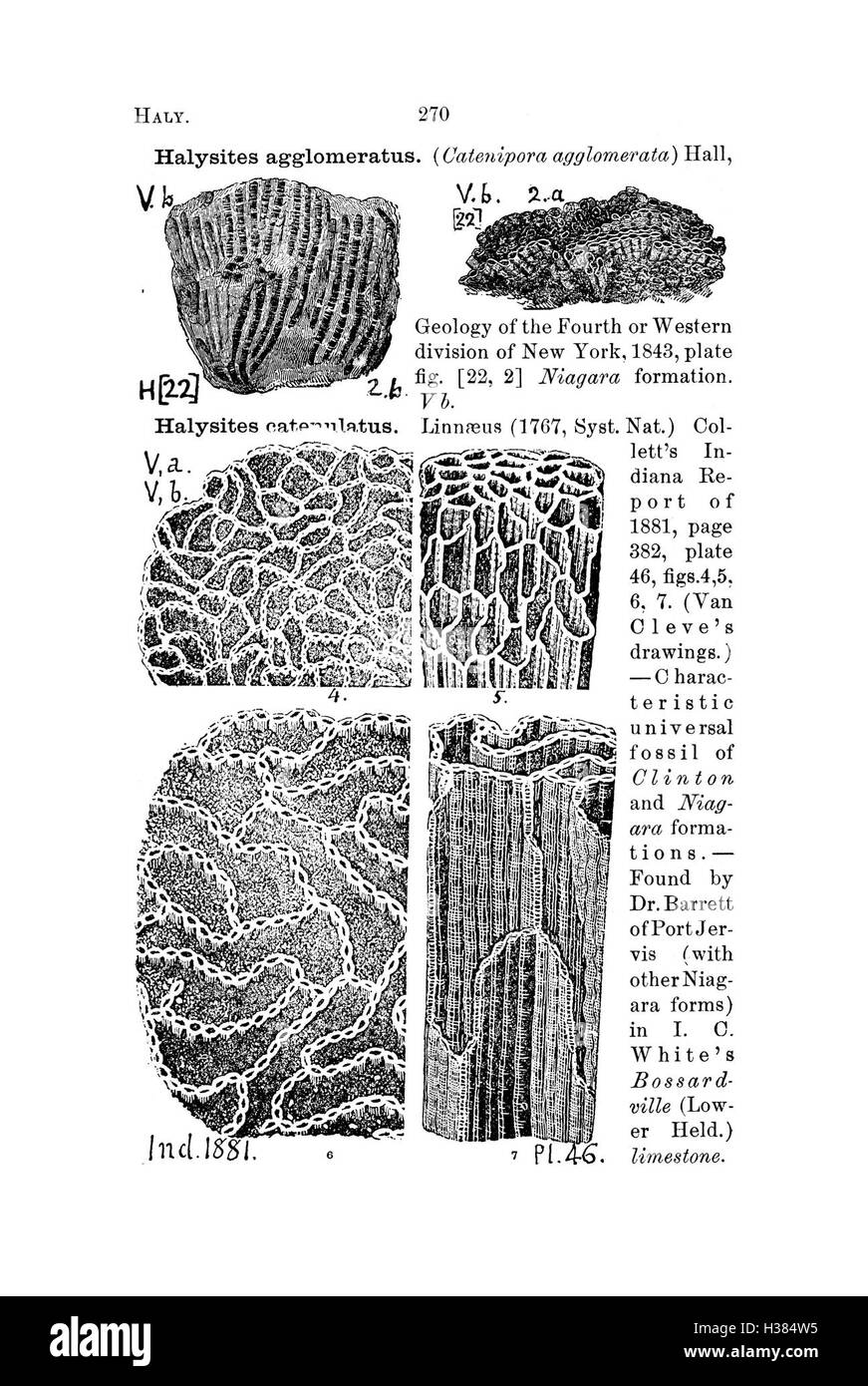 Questo dizionario fornisce descrizioni dettagliate delle specie fossili provenienti dalla Pennsylvania e dalle regioni vicine, offrendo informazioni sulla loro classificazione e sul contesto geologico sulla base di rapporti di indagine e cataloghi. Foto Stock