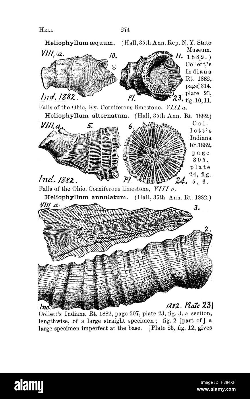 Questo dizionario fornisce un elenco dettagliato delle specie fossili trovate in Pennsylvania e negli stati circostanti, sulla base di rapporti e cataloghi di indagini, aiutando l'identificazione e la classificazione dei fossili. Foto Stock