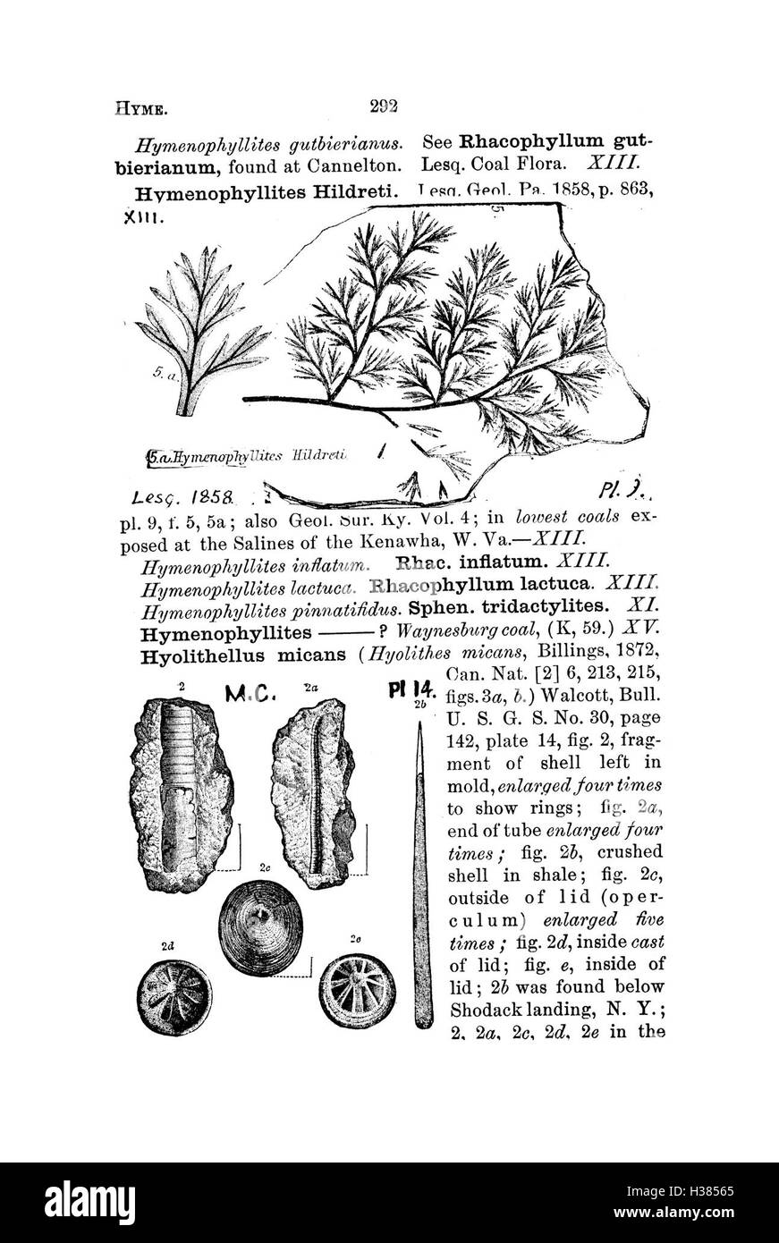 Questo dizionario cataloga fossili provenienti dalla Pennsylvania e dalle regioni circostanti, sulla base di rapporti e indagini, fornendo preziose informazioni sui reperti fossili locali. Foto Stock