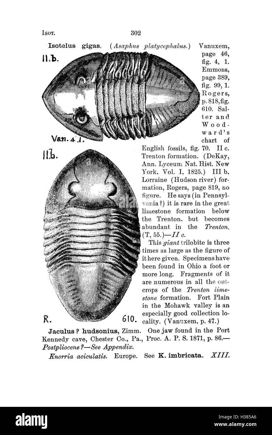 Questo dizionario compila nomi fossili e descrizioni provenienti dalla Pennsylvania e dagli stati circostanti, sulla base di rapporti di indagine e cataloghi. Foto Stock