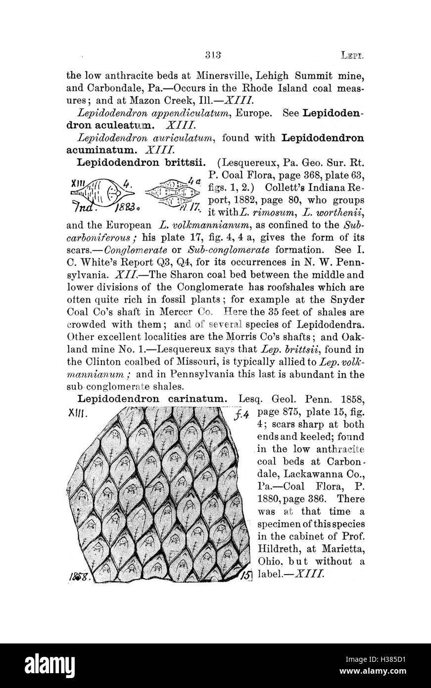 Questo dizionario fornisce un ampio elenco di specie fossili trovate in Pennsylvania e nelle aree circostanti, sulla base di rapporti e indagini scientifiche, essenziali per gli studi paleontologici nella regione. Foto Stock