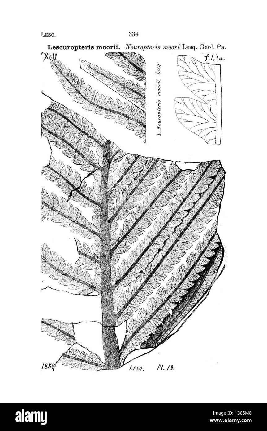 Questo dizionario fornisce voci dettagliate per le specie fossili trovate in Pennsylvania e negli stati circostanti, sulla base di rapporti e indagini, offrendo una risorsa essenziale per paleontologi e ricercatori della regione. Foto Stock