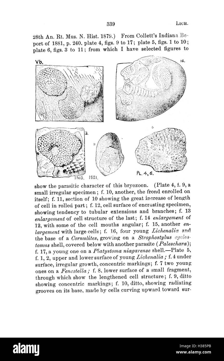 Questo dizionario compila nomi fossili e descrizioni della Pennsylvania e degli stati circostanti, sulla base di rapporti e cataloghi di indagini, offrendo un riferimento completo per i paleontologi. Foto Stock