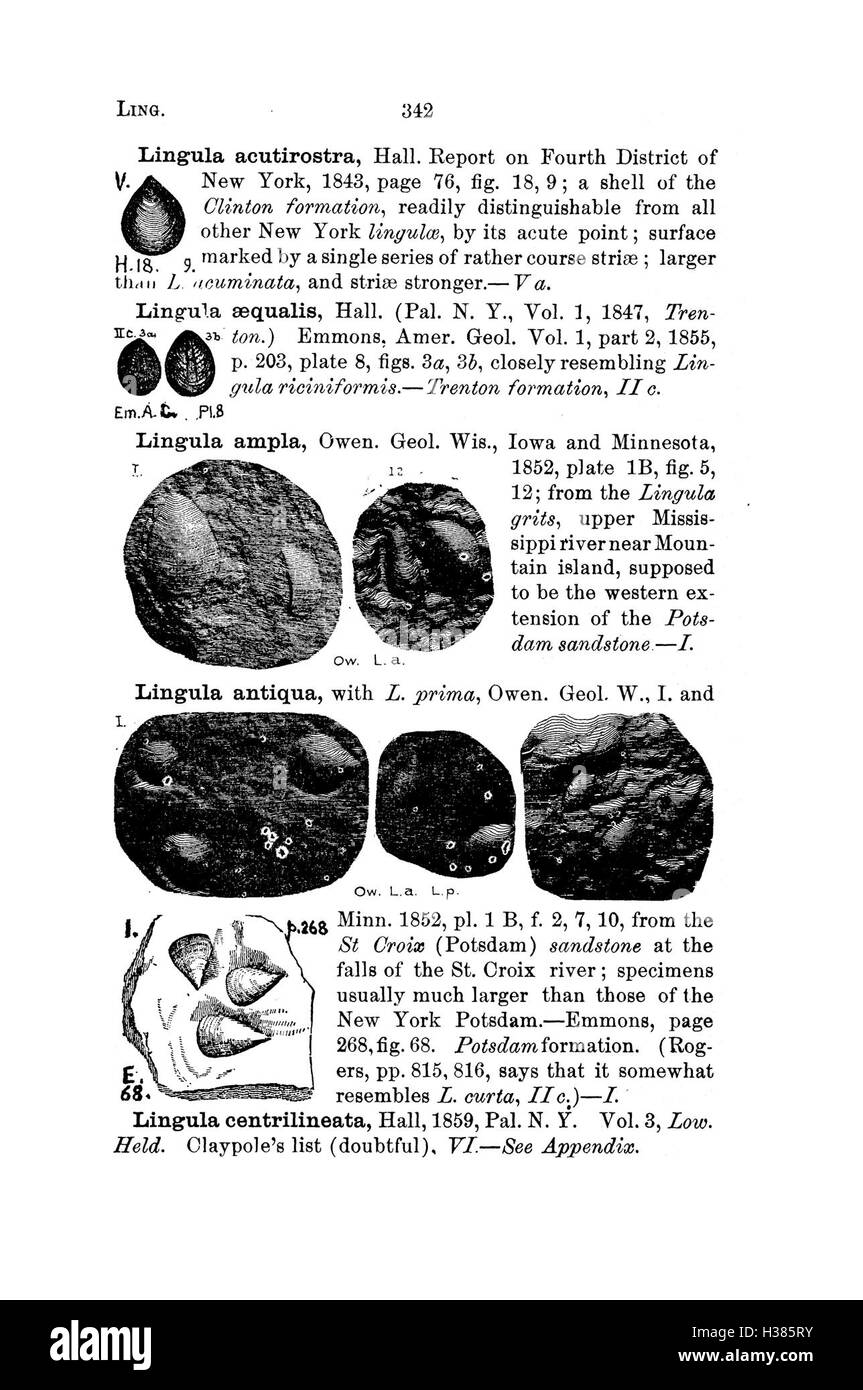 Questo dizionario cataloga le specie fossili trovate in Pennsylvania e negli stati circostanti, sulla base di rapporti e indagini. Foto Stock
