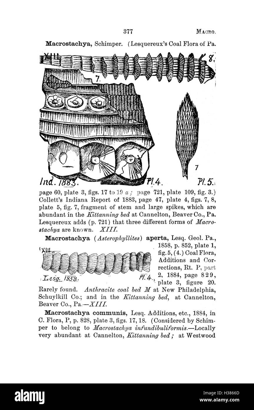Questa pagina di un dizionario fossile offre elenchi completi e descrizioni di fossili provenienti dalla Pennsylvania e dalle aree circostanti, sulla base di rapporti di indagine e cataloghi. Foto Stock