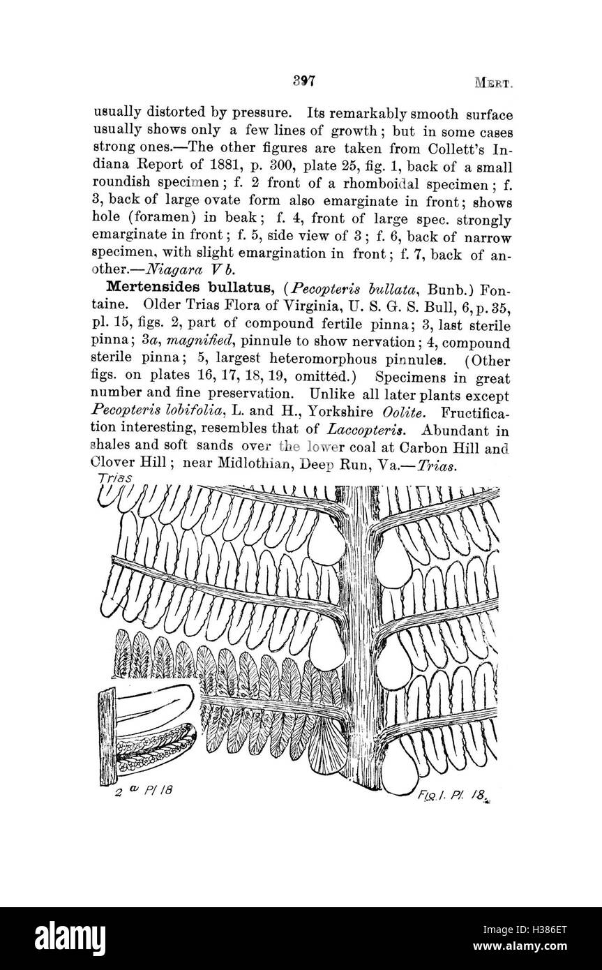 Questo dizionario compila e categorizza le specie fossili trovate in Pennsylvania e nelle regioni limitrofe, sulla base di indagini geologiche e rapporti catalogati. Foto Stock