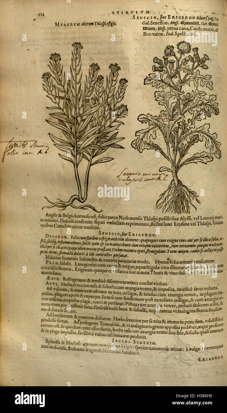 Un'opera botanica sulla storia e la classificazione delle piante, che ne illustra gli usi medicinali e pratici. Foto Stock Un'opera botanica sulla storia e la classificazione delle piante, che ne illustra gli usi medicinali e pratici. Foto Stock