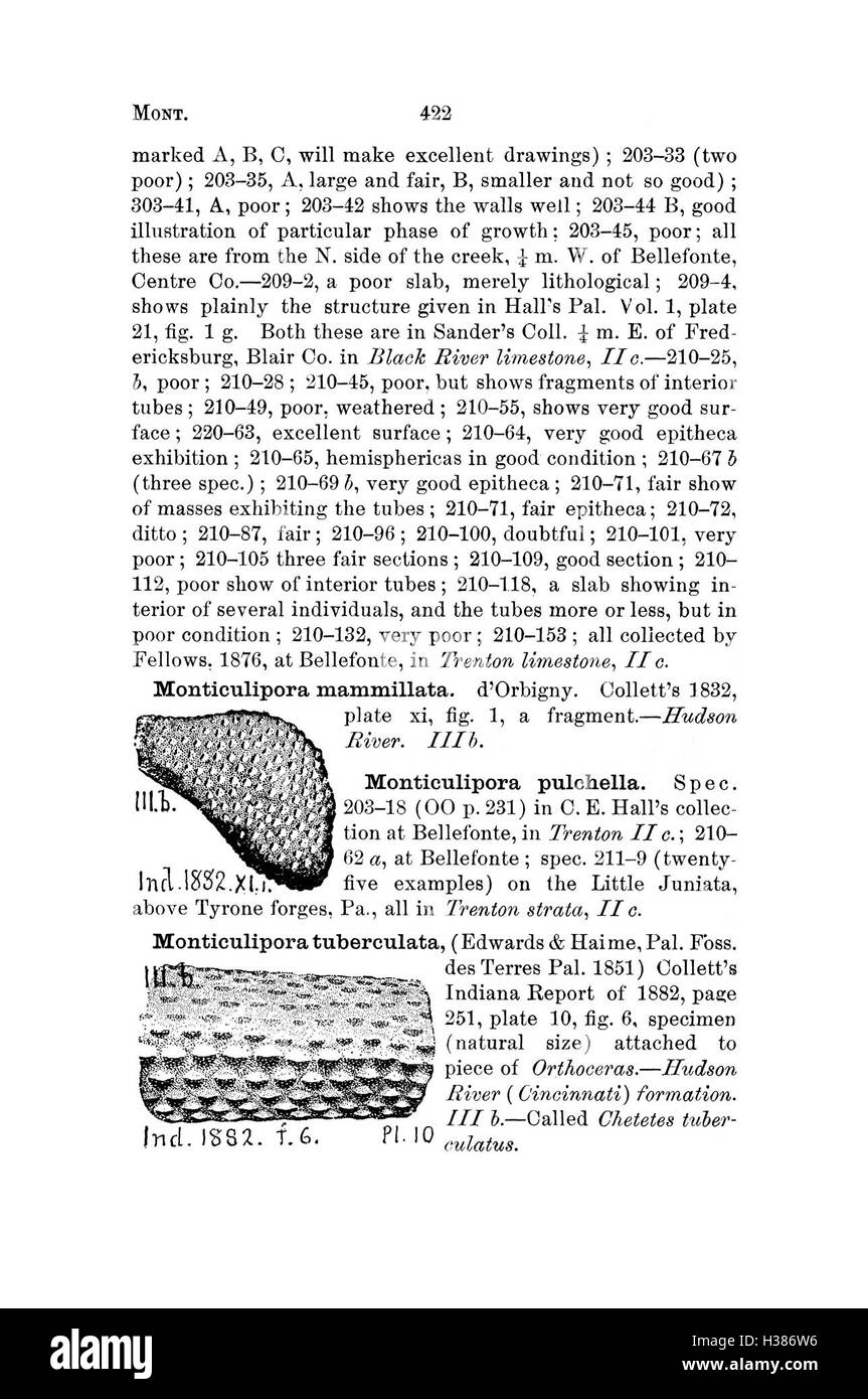 Questo dizionario compila specie fossile trovata in Pennsylvania e negli stati circostanti, offrendo descrizioni dettagliate basate su rapporti di indagine e cataloghi. Foto Stock