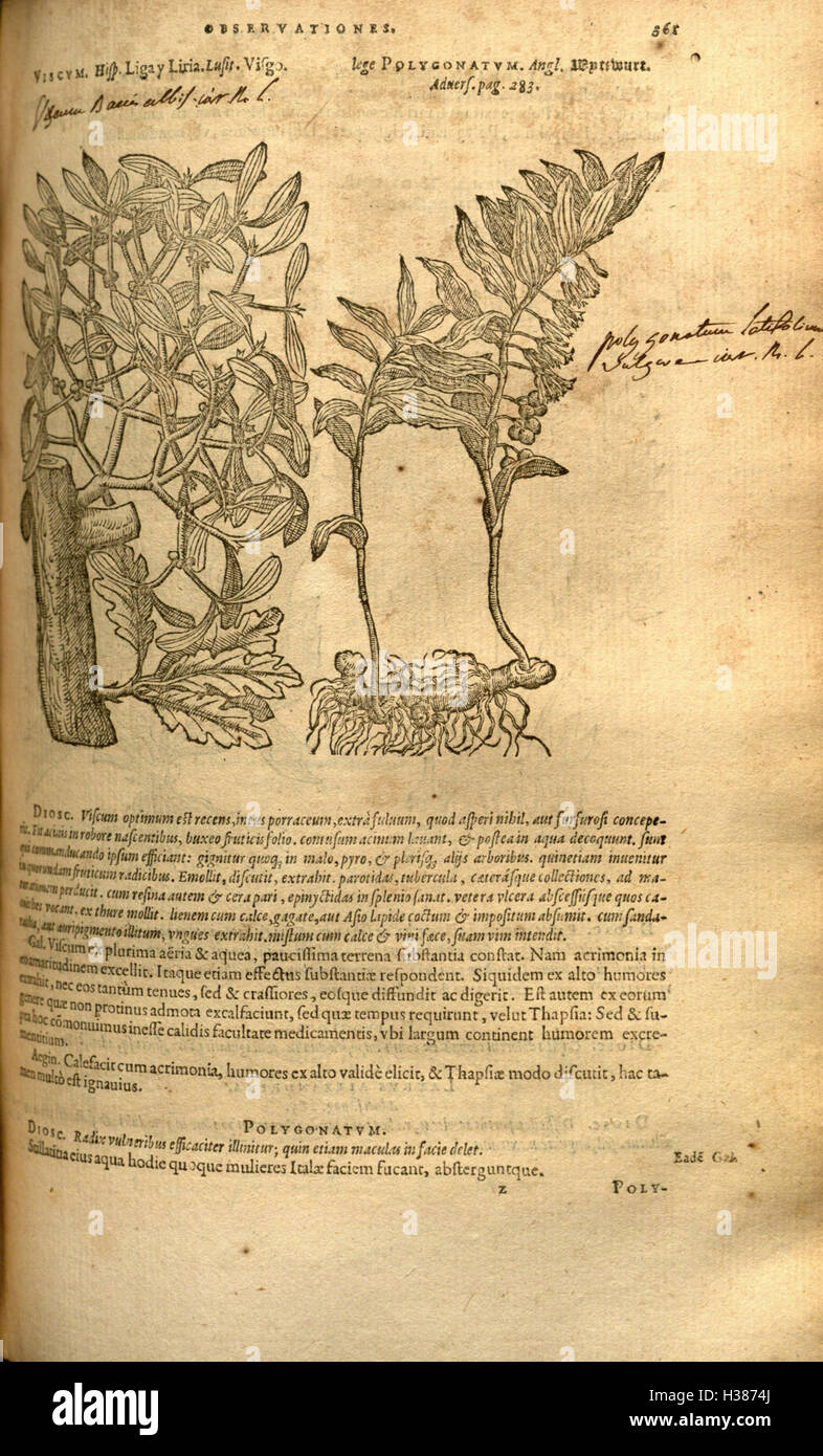 Questo lavoro di Rembert Dodoens fornisce una descrizione dettagliata e una classificazione delle piante e delle loro proprietà medicinali durante il Rinascimento. Foto Stock Questo lavoro di Rembert Dodoens fornisce una descrizione dettagliata e una classificazione delle piante e delle loro proprietà medicinali durante il Rinascimento. Foto Stock