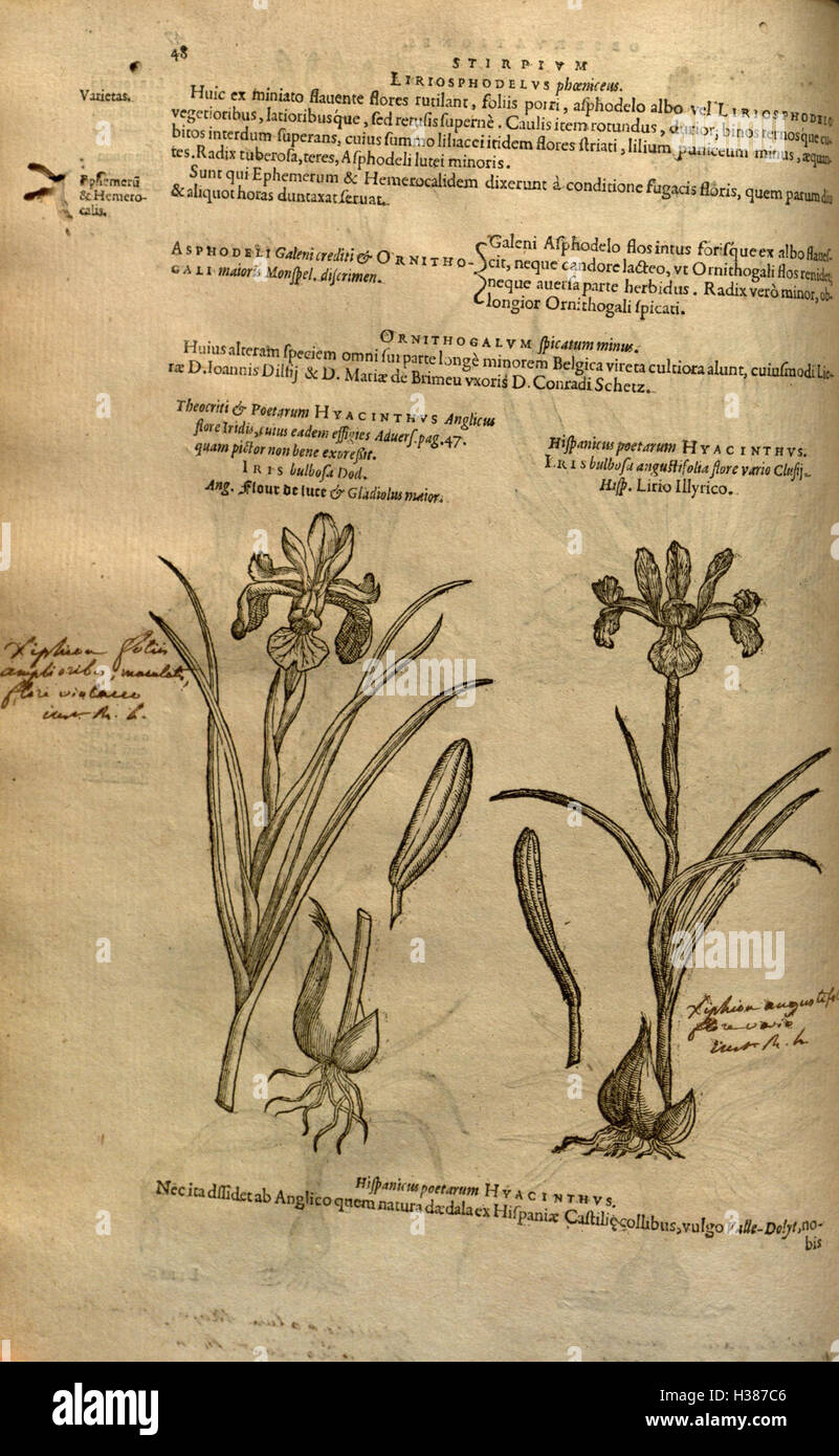Questo classico testo botanico esplora la storia e la classificazione delle piante, con descrizioni dettagliate delle varie specie e dei loro usi medicinali. Foto Stock Questo classico testo botanico esplora la storia e la classificazione delle piante, con descrizioni dettagliate delle varie specie e dei loro usi medicinali. Foto Stock