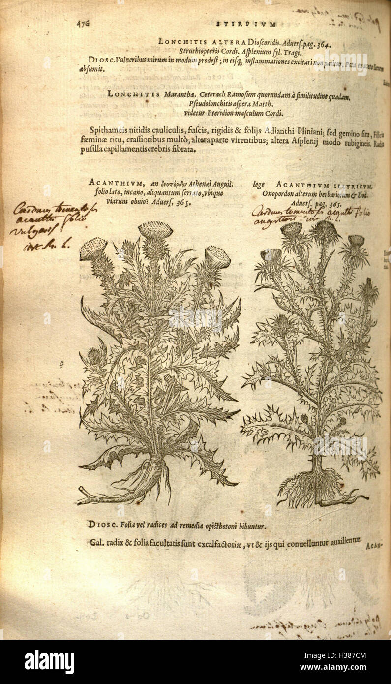 Questo lavoro botanico documenta la storia e la classificazione delle piante, offrendo informazioni dettagliate sulle specie vegetali, la loro crescita e gli usi medicinali. Foto Stock Questo lavoro botanico documenta la storia e la classificazione delle piante, offrendo informazioni dettagliate sulle specie vegetali, la loro crescita e gli usi medicinali. Foto Stock