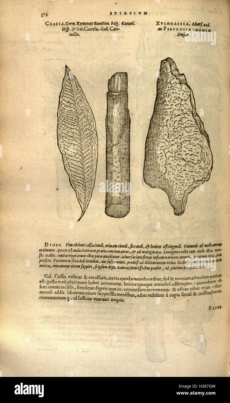 Questo testo discute la storia e la classificazione delle piante, concentrandosi sulle proprietà botaniche e medicinali di varie specie. Foto Stock Questo testo discute la storia e la classificazione delle piante, concentrandosi sulle proprietà botaniche e medicinali di varie specie. Foto Stock