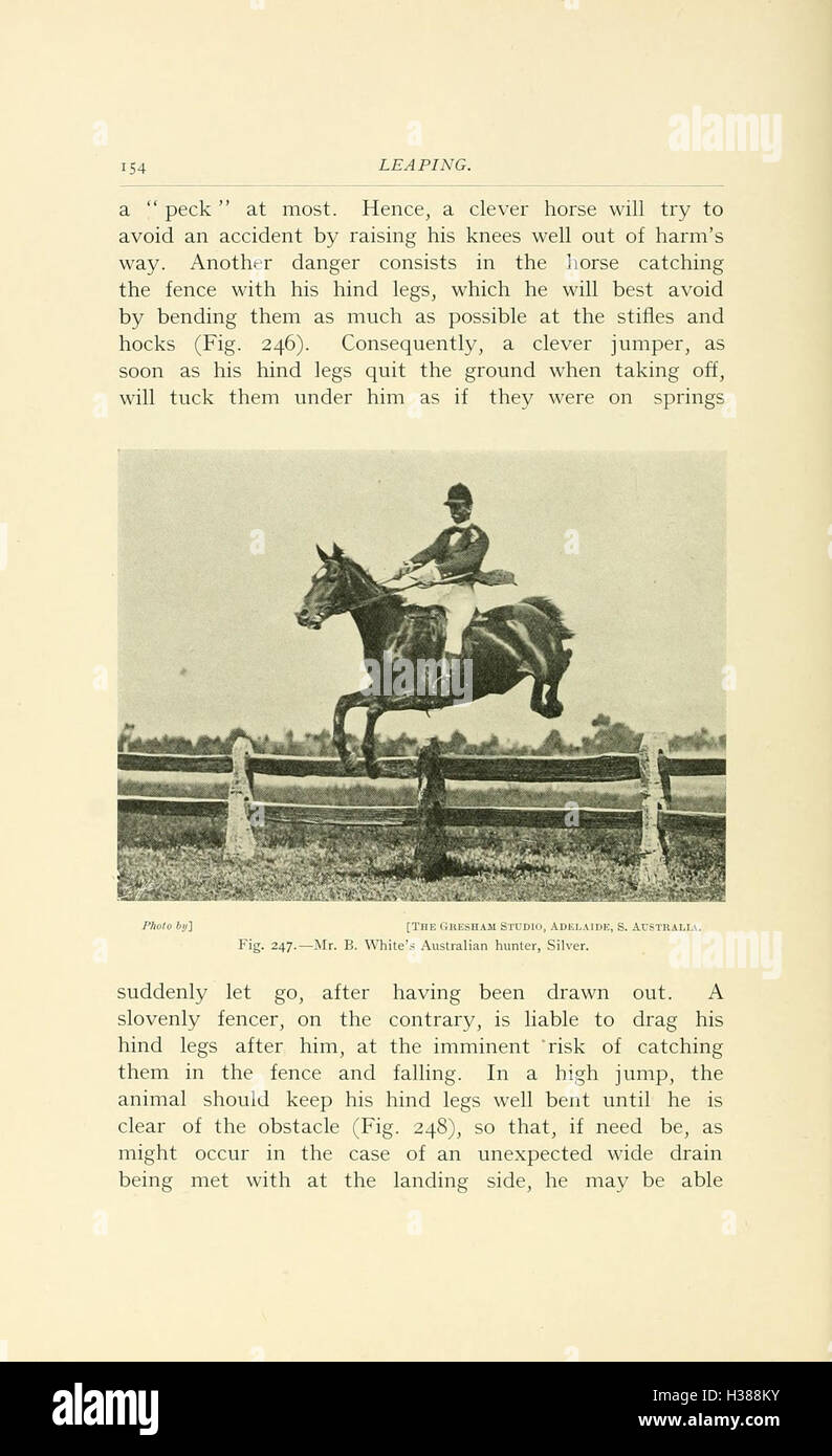 Questa pagina esplora le caratteristiche anatomiche principali dei cavalli, concentrandosi sulla struttura scheletrica, sulla disposizione muscolare e sui punti vitali fondamentali per la comprensione della biologia e del movimento equino. Sottolinea l'importanza di queste caratteristiche sia per i cavalli domestici che per quelli selvatici. Foto Stock