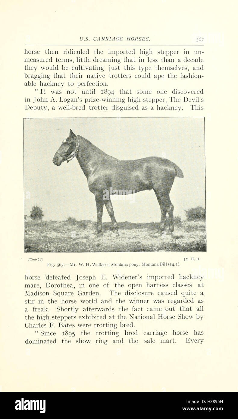 Questo lavoro discute i punti anatomici e fisiologici del cavallo, concentrandosi sulla sua struttura scheletrica, sulla disposizione muscolare e su come questi fattori influenzano il suo movimento e la sua funzione. Foto Stock