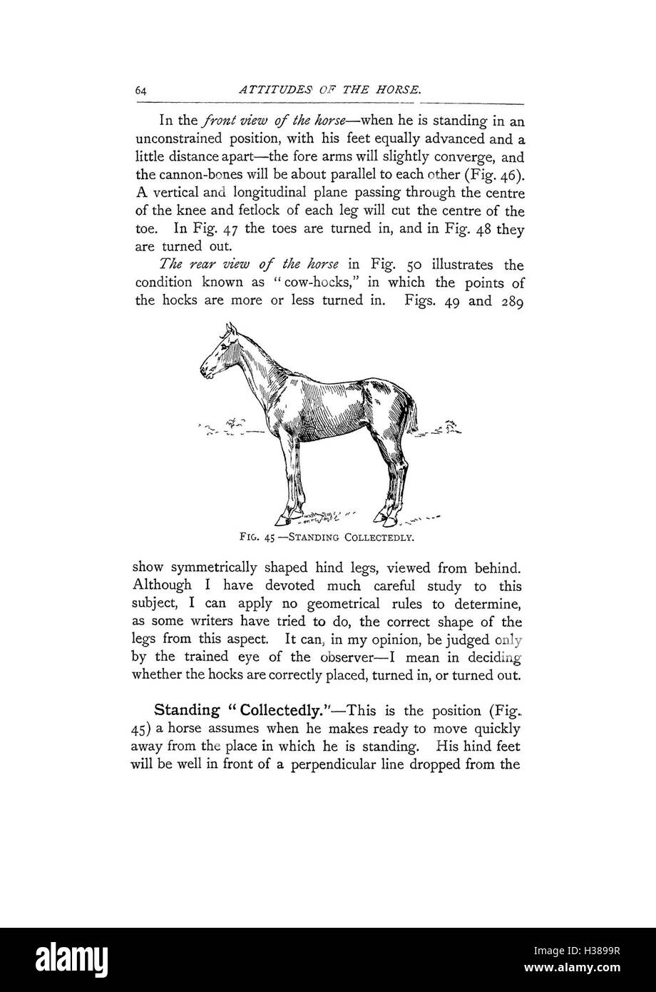 Questo lavoro si concentra sulle caratteristiche anatomiche e sulle caratteristiche chiave del cavallo, esplorandone la struttura e la funzione, come descritto a pagina 64 di BHL424. Foto Stock