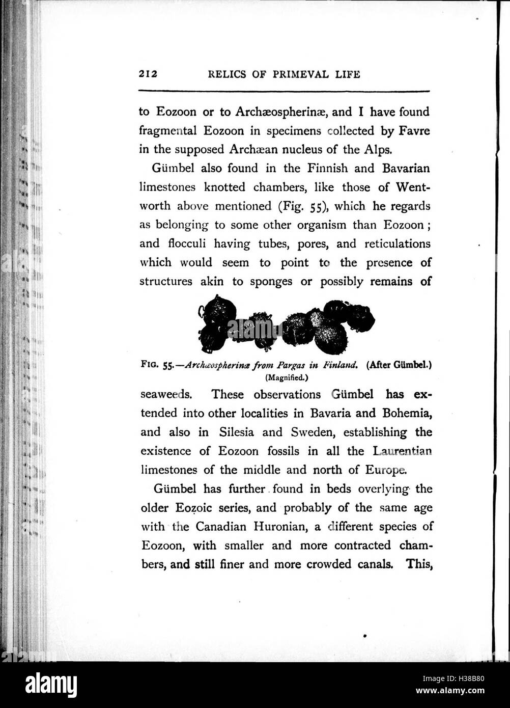 Questo lavoro esamina i fossili dei tempi antichi, fornendo informazioni sulle forme di vita precoce e sulle origini delle specie moderne basate su documenti fossili. Foto Stock